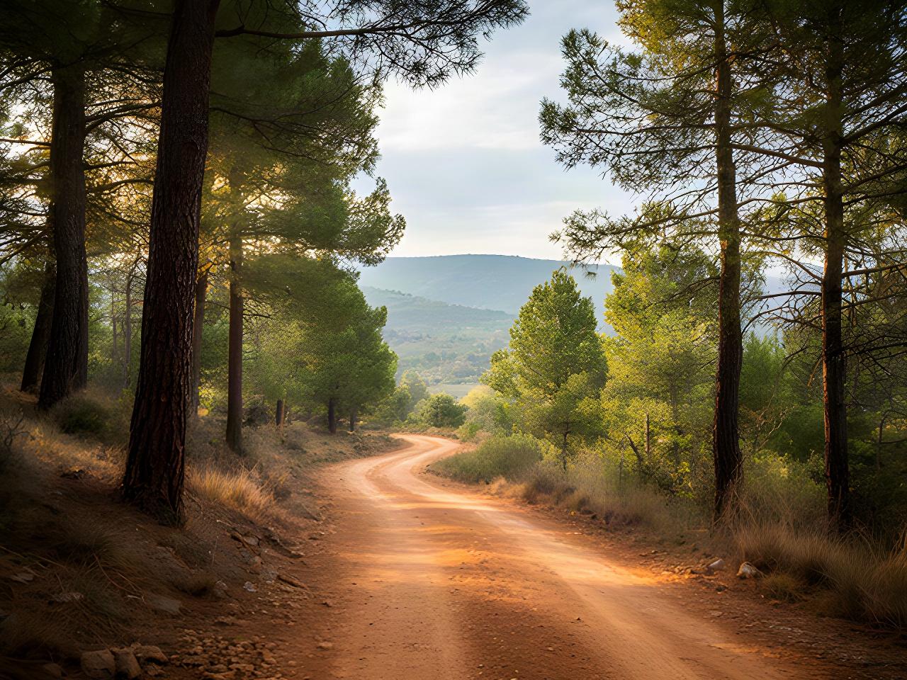Camino de tierra entre pinos cerca de Guadalajara, preparado para una ruta en bicicleta